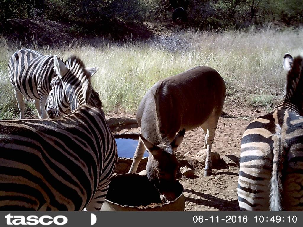 Vila Boschfontein Guest Farm Thabazimbi Exteriér fotografie
